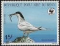 Roseate Tern (Sterna dougallii)